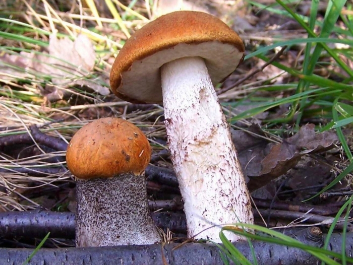 Подосиновик красный(leccinum aurantiacum)