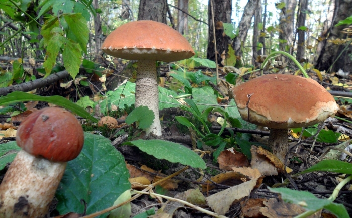 Осина и подосиновик