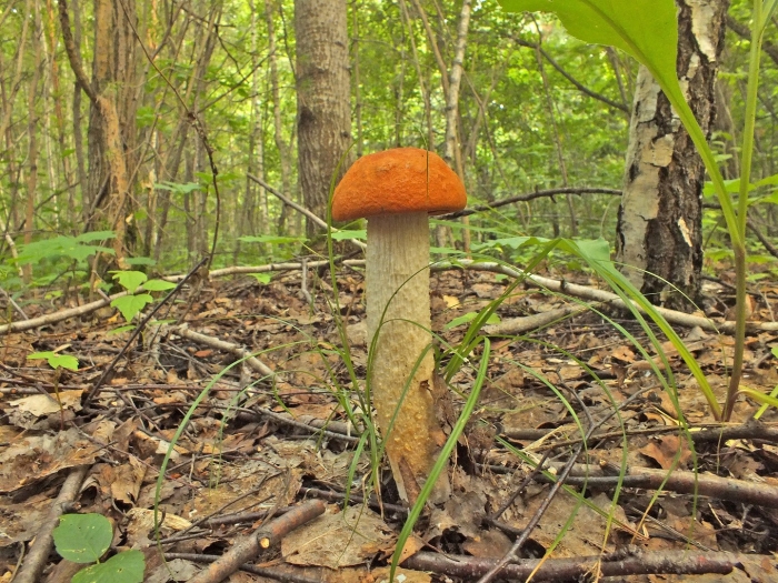 Гриб подосиновик под осиной