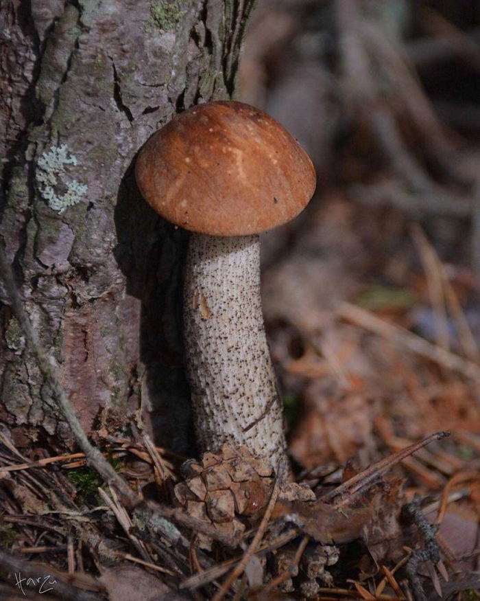 Гриб подосиновик под осиной