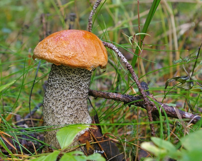 Гриб красноголовик