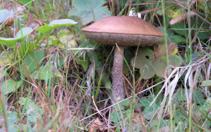 Подберезовик обыкновенный