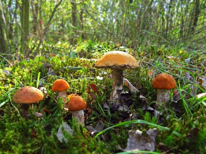 Красноголовик гриб