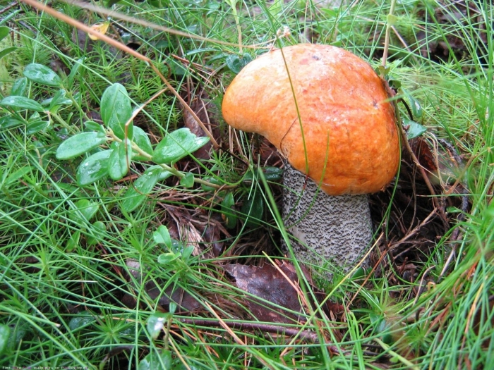 Подосиновик красноголовик