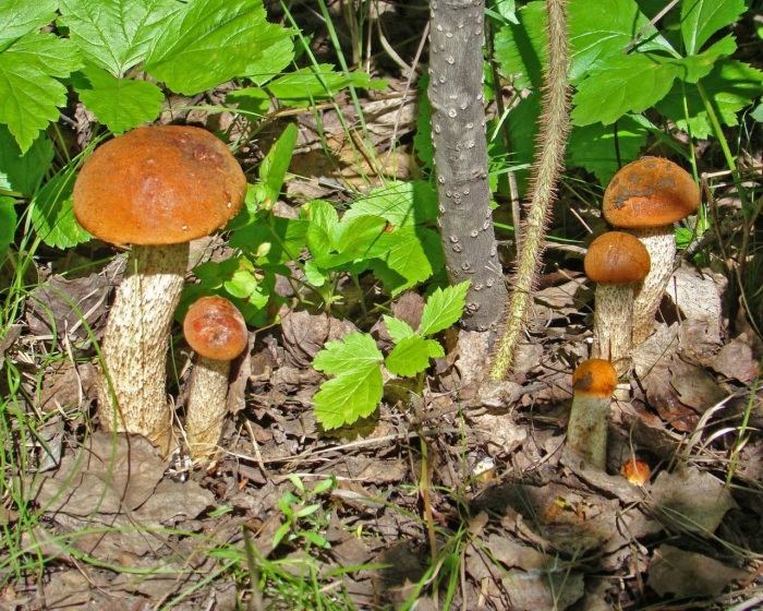 Красноголовик гриб