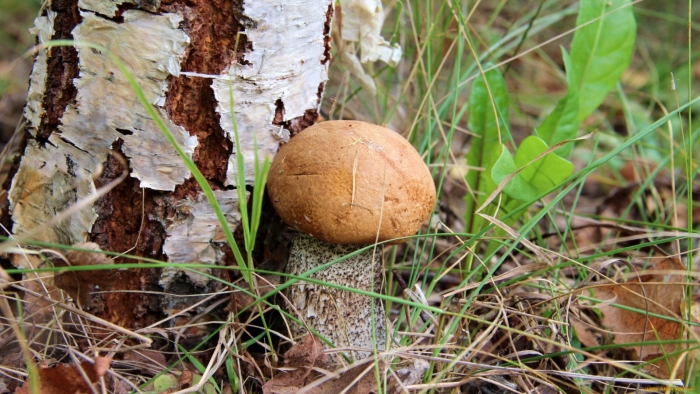 Обабок и подосиновик