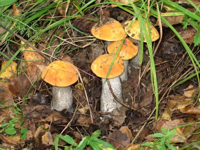 Гриб подосиновик