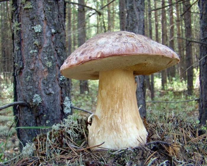 Гриб подберезовик