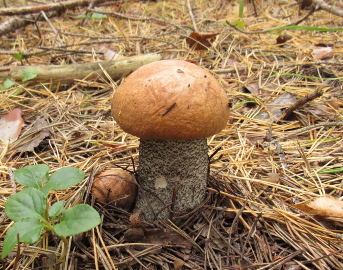 Подосиновик желто бурый