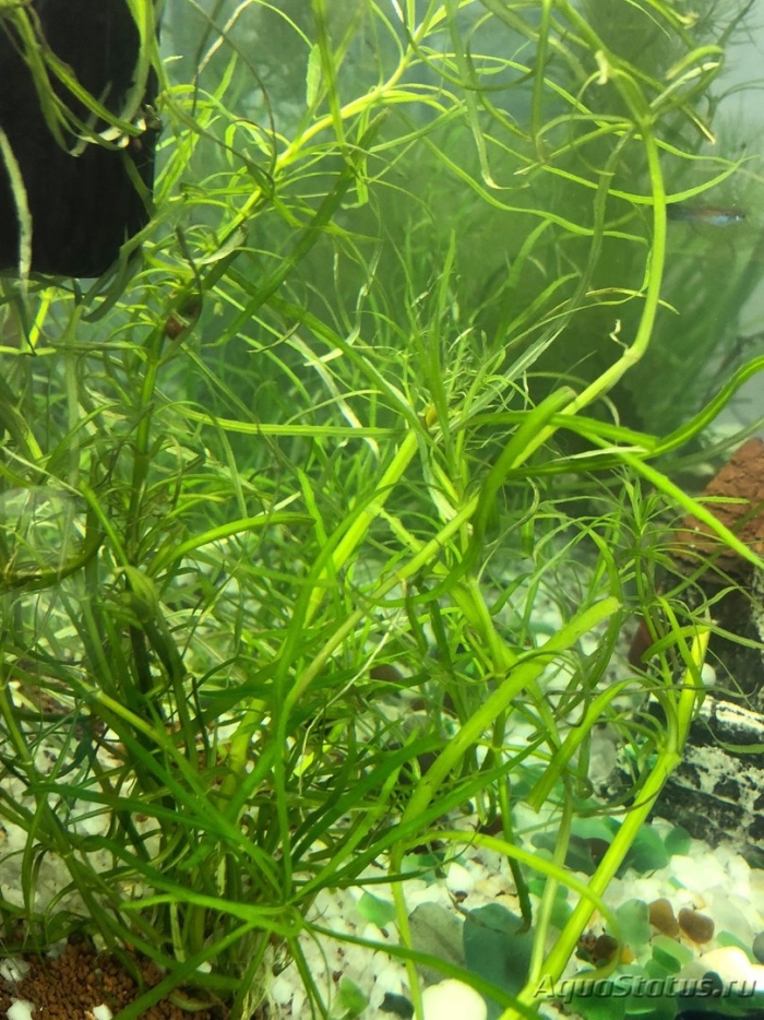 Погостемон октопус аквариумное растение