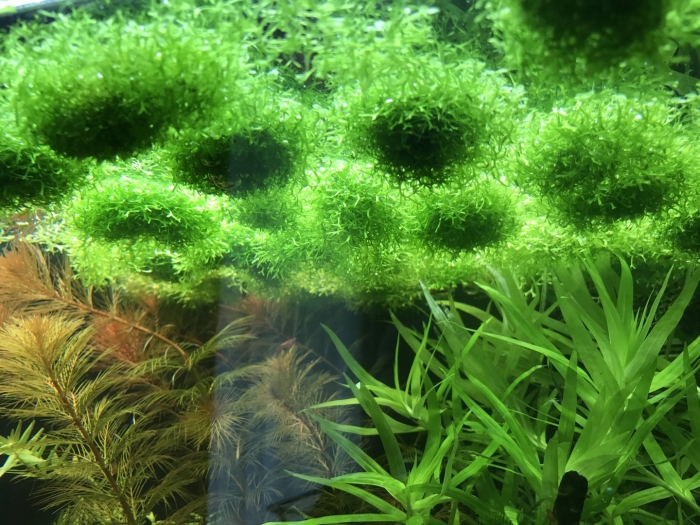 Растение для аквариума