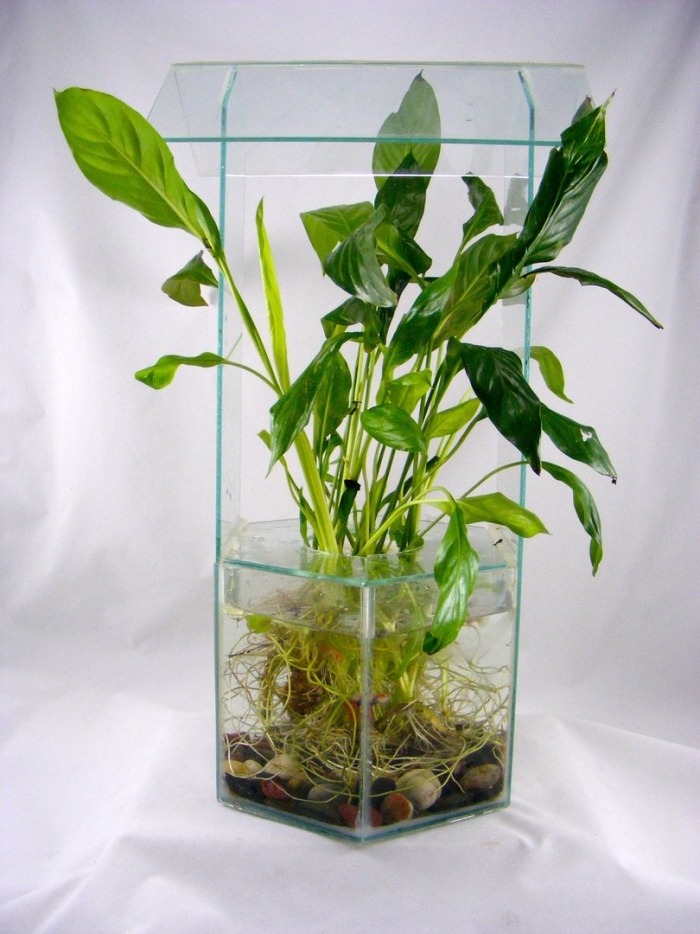 Флорариум спатифиллум