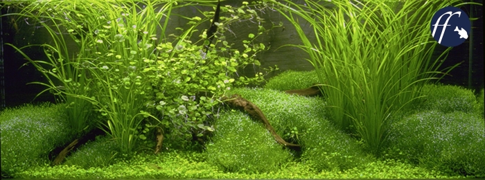 Аквариумное растение