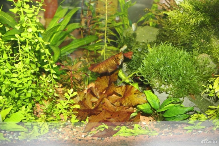 Аквариумное растение