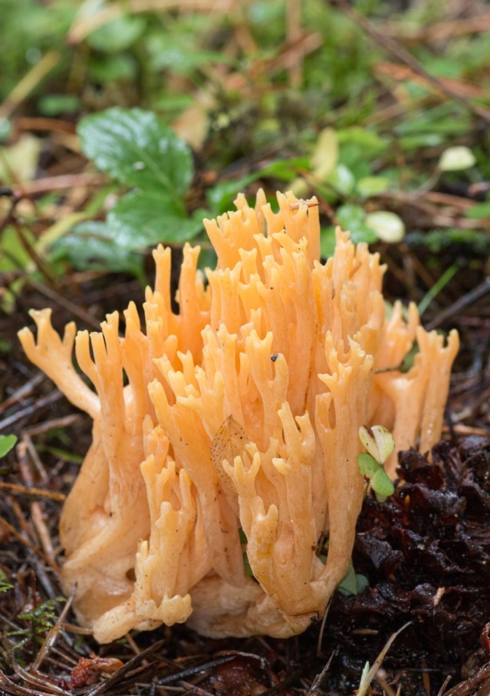 Ramaria aurea