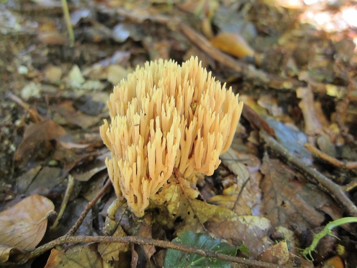 Ramaria flavobrunnescens