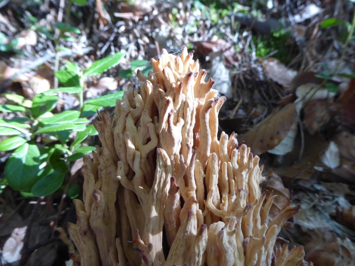 Ramaria sp