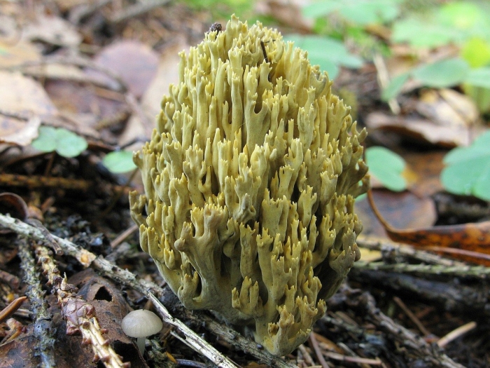 Аскомицеты сумчатые это