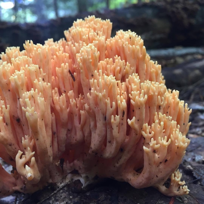 Гриб рогатик