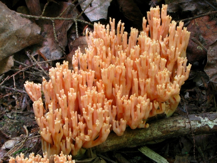 Гриб рогатик рамария