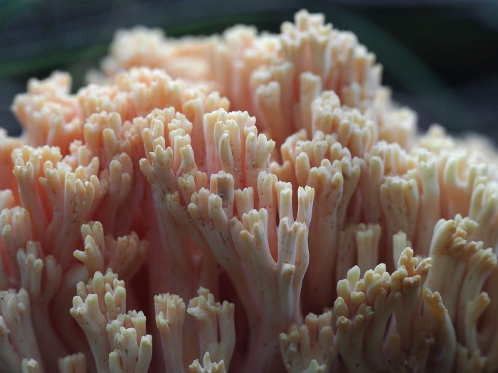 Рамария гриб