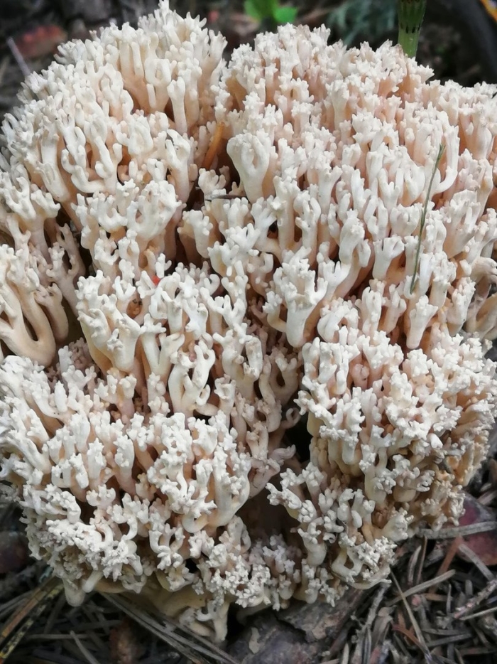 Ramaria pallida