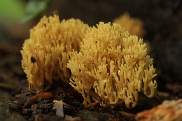 Ramaria flava