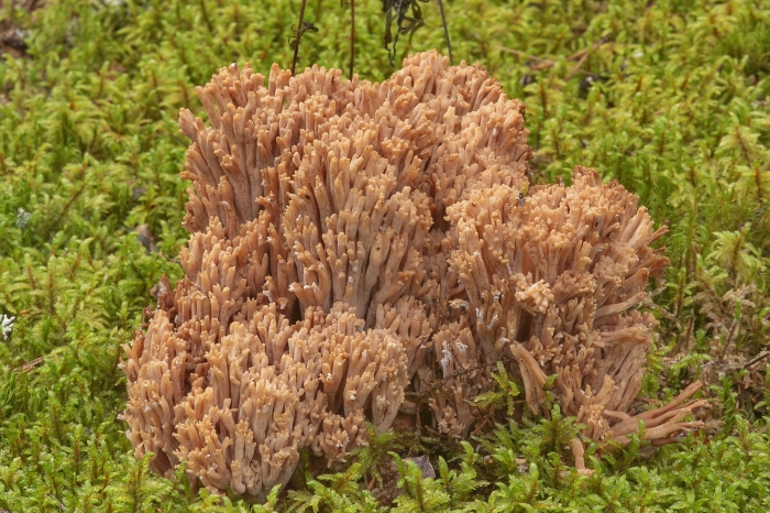 Ramaria botrytis