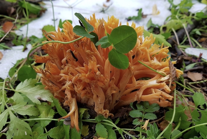 Ramaria aurea
