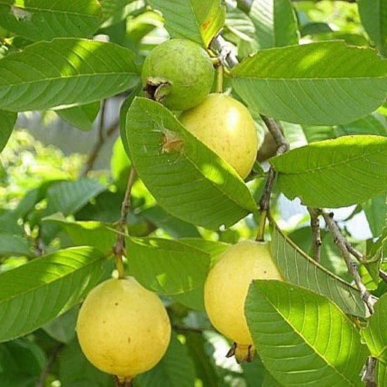 Псидиум гуава