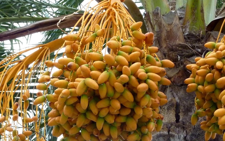 Финиковая Пальма плантации