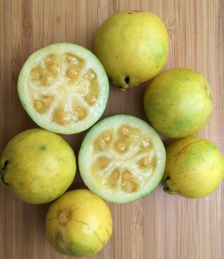 Гуава в египте