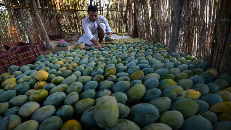 Манговые плантации в Египте