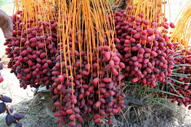 Mazafati Dates финики