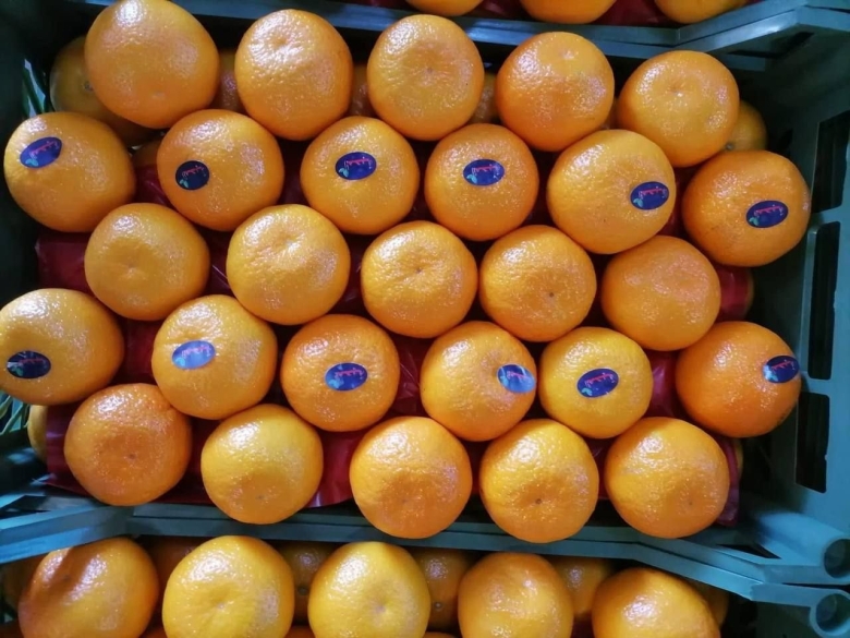 Календарь овощей и фруктов Казахстан