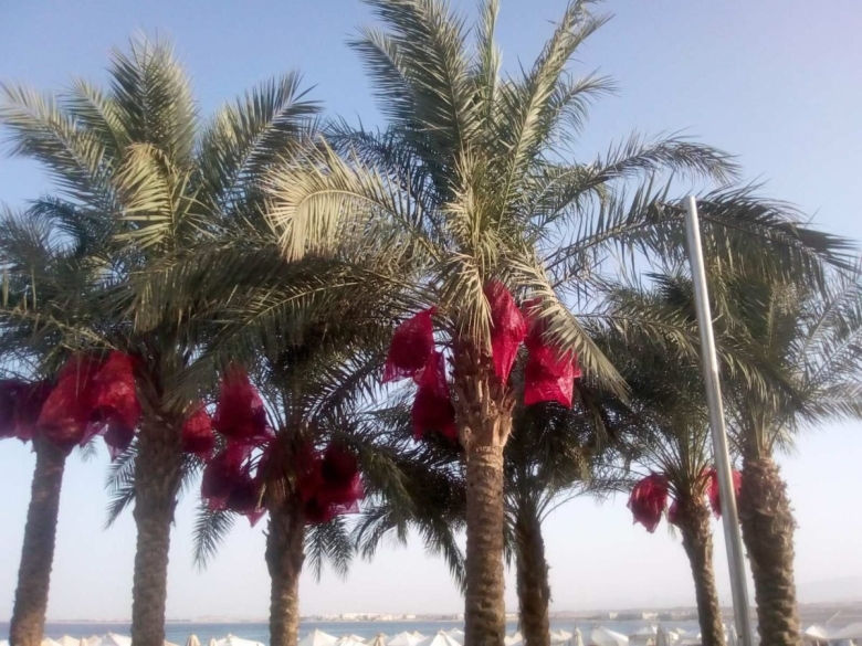 Джоафа фрукт Египет