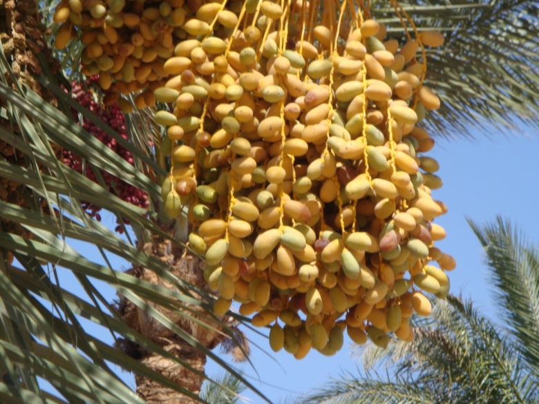 Королевский финик Пальма