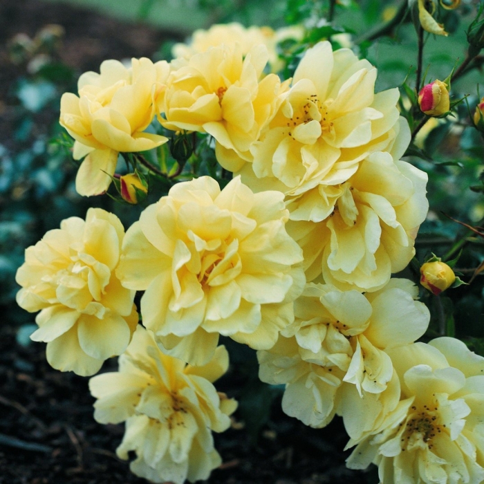 Роза еллоу фейри