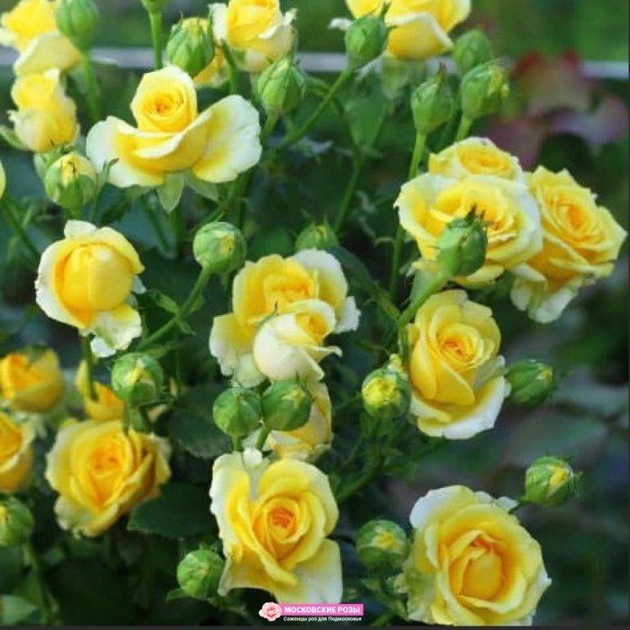 Роза спрей сан сити