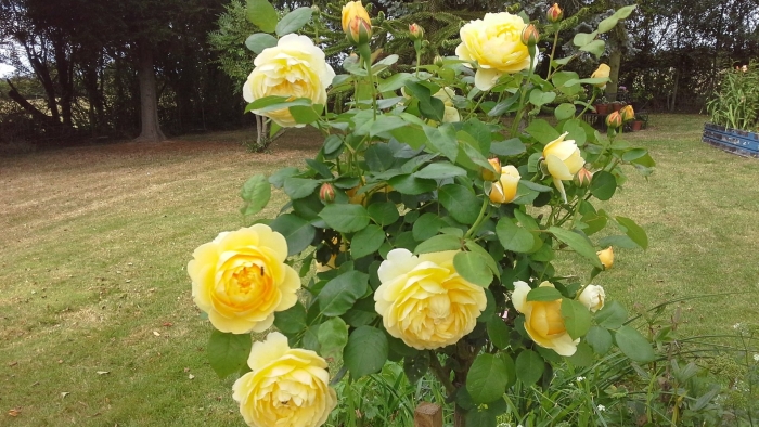 Роза флорибунда йеллоу мейлов