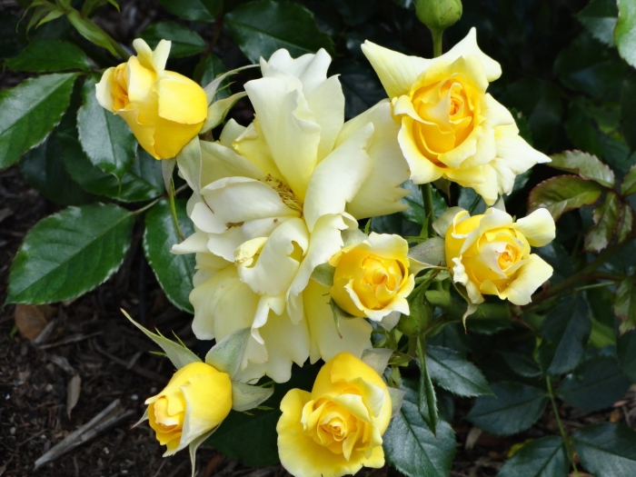 Роза вип нью еллоу