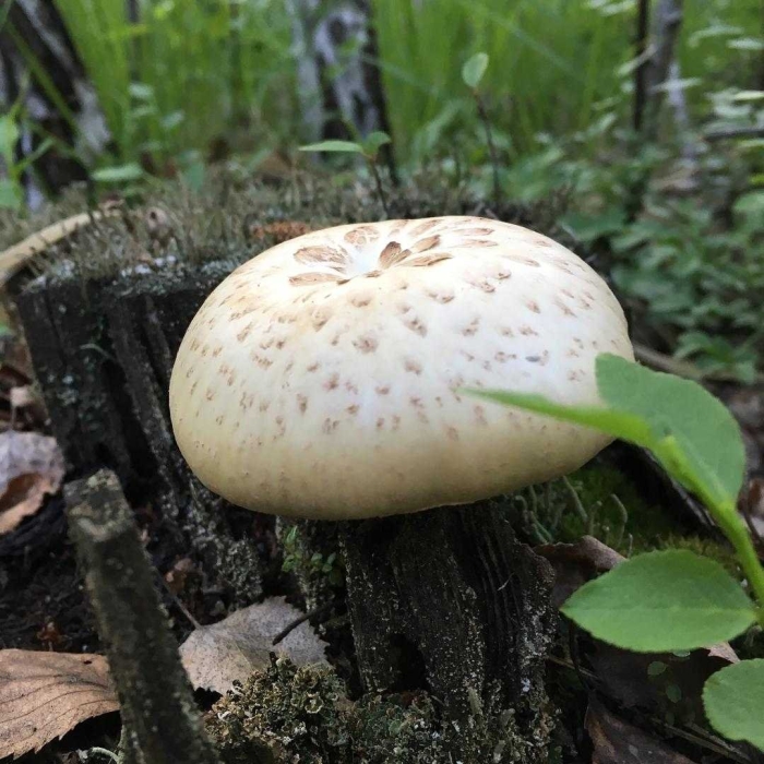 Пилолистник чешуйчатый шпальный гриб lentinus lepideus