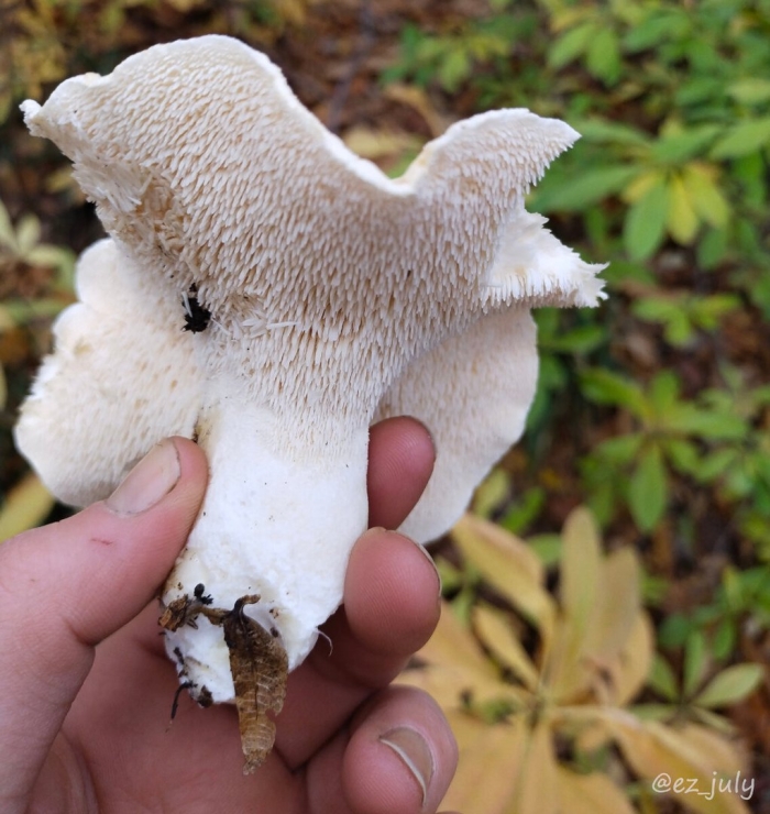 Гриб ежовик желтый