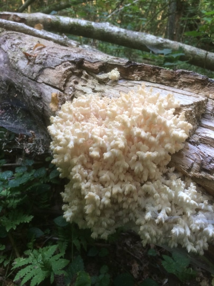 Ежовик коралловидный гриб