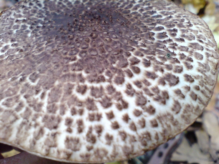 Ежовик гриб