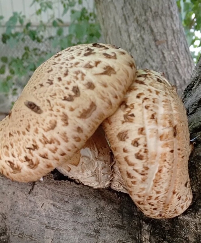 Гриб трутовик чешуйчатый