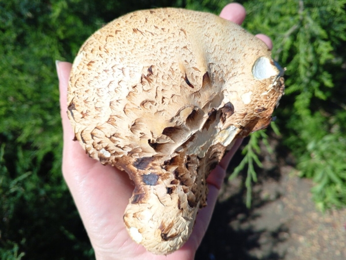 Ежовик пестрый гриб