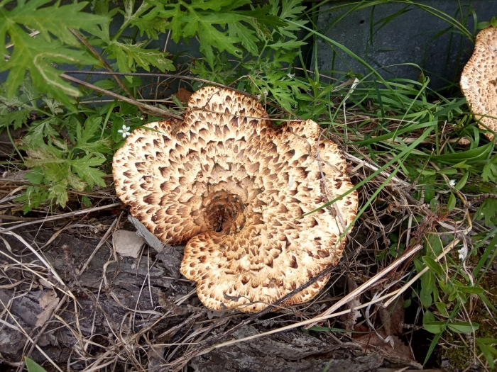 Трутовик чешуйчатый чешуйчатка