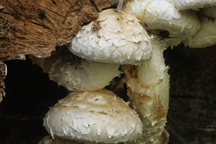 Чешуйчатка тополёвая hemipholiota populnea