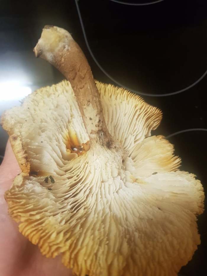 Пилолистник чешуйчатый